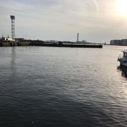 フェリーターミナルでのヘチ釣り釣果（夜は強風渋いながらも小キビレチヌ、明けてアブシン釣果有り）